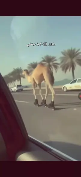 #اكسبلوررر #لايك_متابعه_حركة_الاكسبلور❤🦋explorer #الشعب_الصيني_ماله_حل😂 