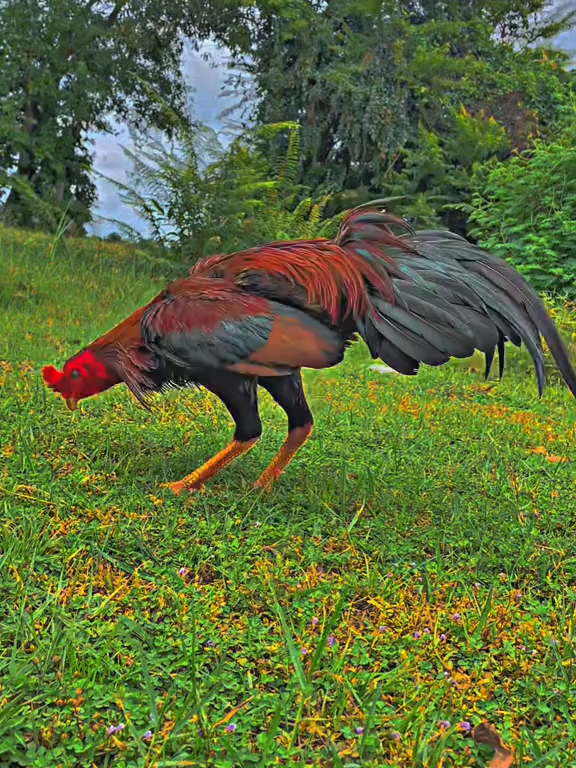 #อนุรักษ์ไก่ใต้🐓# ค่ายไก่ ก.ก.ชพร #ไก่ชนหลังสวน