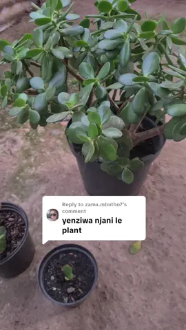 Replying to @zama.mbutho7 