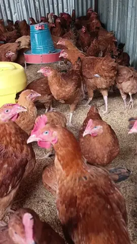 4 months old mature improved kienyeji at only 750 Serves as meat and also as a source of eggs.  Order now on:0759818181/0724575614 to secure your flock #matureimprovedkienyeji #fullyvaccinated #poultryfarming #healthychicken