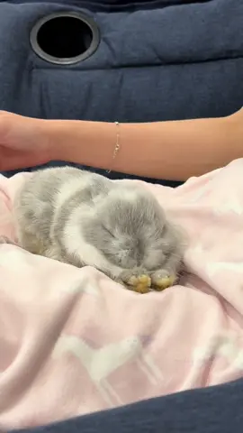 my shayla 🥺 #bunnytok #rabbitsoftiktok #hollandlop #bunny #bunnytherapy 
