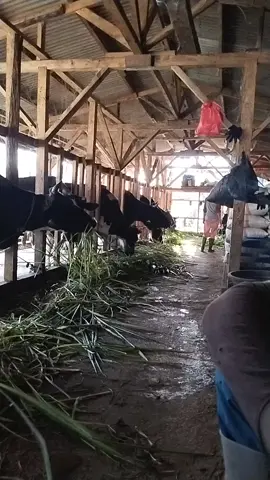 #fyp #masukberandasemuaorang #sapi #kandangsapi #peternakmuda 