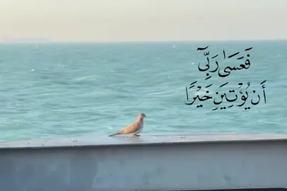 ﴿ فَعَسَىٰ رَبِّي أَن يُؤْتِيَنِ خَيْرًا ﴾#قصائد_حسينيه #محتوى_حسيني #اناشيد#يالله #راحه_نفسيه 