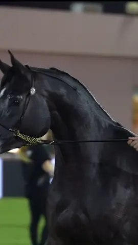 انتا الاصيل 👑#horses #خيل #خيل_وخياله🐎 #explore #fyp 