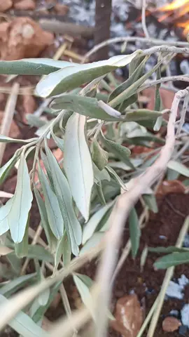 يسعد #أوقاتكم  موسم # الزيتون تصويري #🫒 🫒🫒🫒🫒🫒