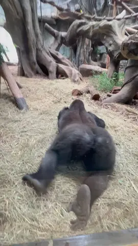 🤣🤣🤣#petcute #khoanhkhacdangyeu #khỉ 