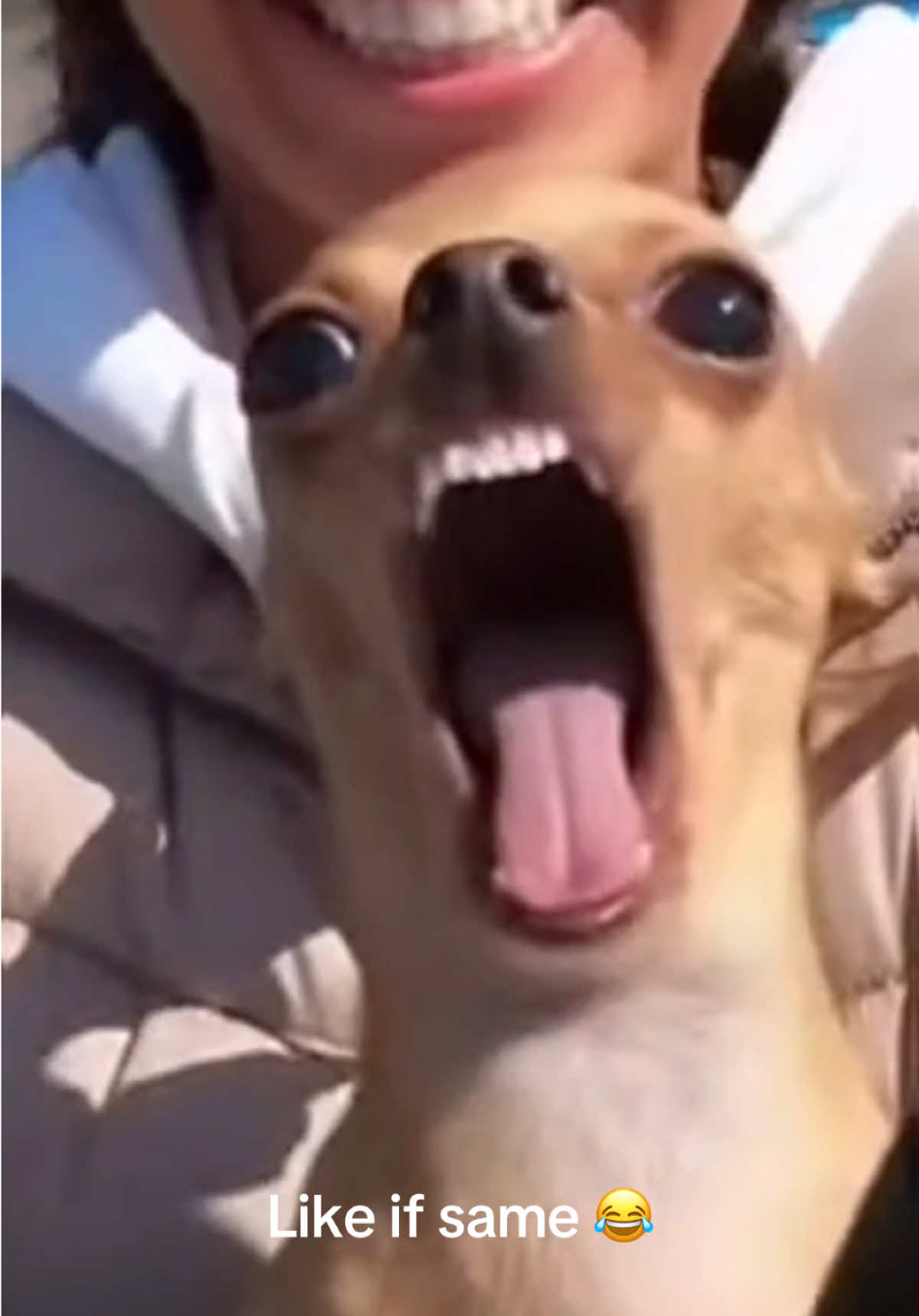 Funny chihuahua #funny #meme #dog #chihuahua #мем 