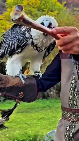 Weird birds 😧#wildlifee1 #foryou #foryoupage #trend #fypviral 
