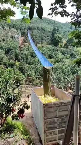 Ide cerdas memanen hasil panen di daerah perbukitan dengan sangat cepat  #fyp #viral #trending 