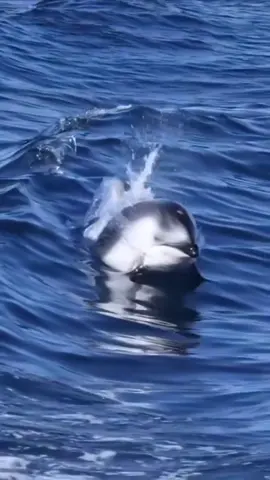 #dolphins #