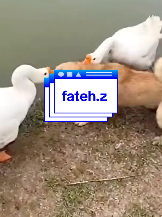 #fatehziad #محتوى_ترفيهي #مشاهدات ##الشعب_الصيني_ماله_حل😂😂 #متابعة_قلب_تعليق_مشاركة_ 