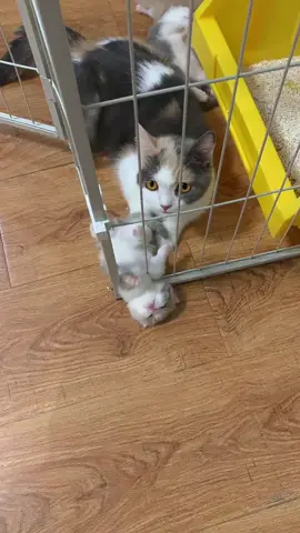 Anabul kecil kejepit nih #funnycat #meowdaily #kucingtiktok #kucingkecil #kucinglucu 