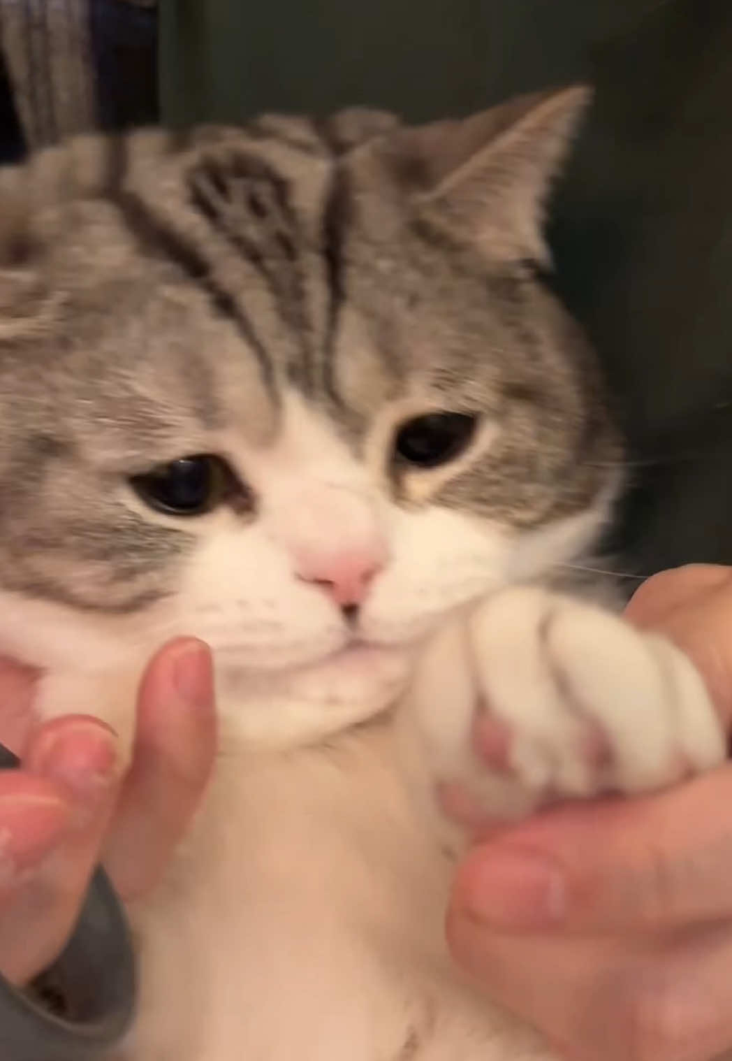 😾#cat #angrycat #meow #困り猫 #cutecat 