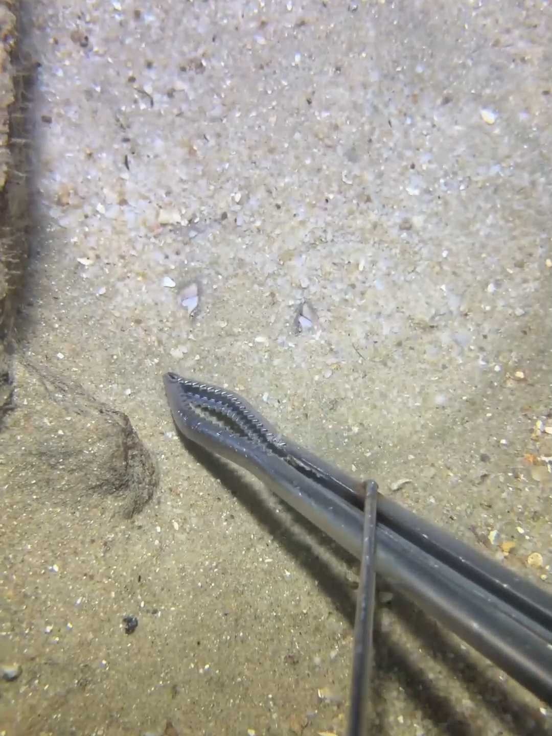 #fishing #eels #diving #crab #lobster #beach #deepsea #nemo #catchthesea #nature #sea