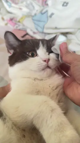 🐱💖✨ #แมวน่ารัก #catsoftiktok #ไคโร #cat #แมว