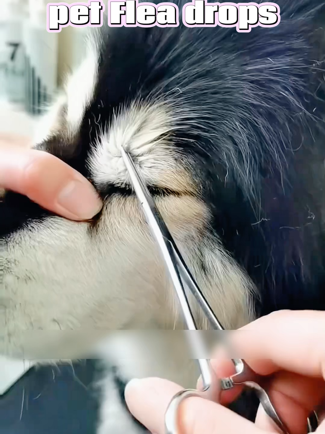 Ang kagat ng pulgas ay hindi lamang nakakapinsala sa ating mga mabalahibong sanggol, kundi pati na rin sa ating sarili. Huwag kalimutang gumamit ng mga patak ng pulgas minsan sa isang buwan. Subukan ang mga patak ng pulgas na ito#fyp #pet #cat #Deworming #dog #dogfleas