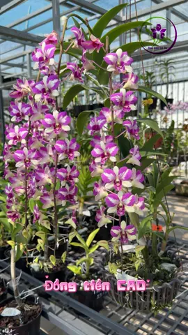 Đồng tiền Canada #hoalancodo #lanchop #dendrobium #dendrochop #chớpđồngtiền_Canada 