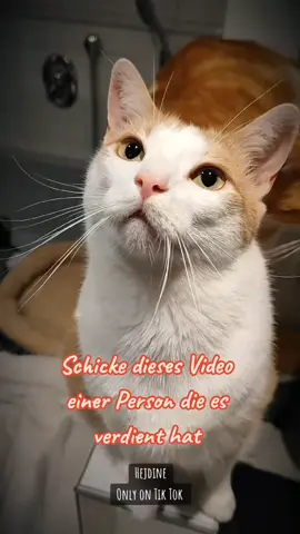 #erinnerung Tolle Erinnerung☺️💖😻 Schönen Samstag ihr Lieben ☺️#katzen #katze #katzenvideos #katzenliebe 