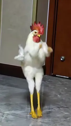 Aksi Kocak Ayam Jago Menari Balet! | Si Ayam Joget Paling Heboh. Lihatlah ayam jago yang satu ini! Dengan tambahan 