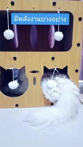 #คอนโดแมว #ที่ลับเล็บแมว #แมว #ที่นอนแมว #มีโชค 