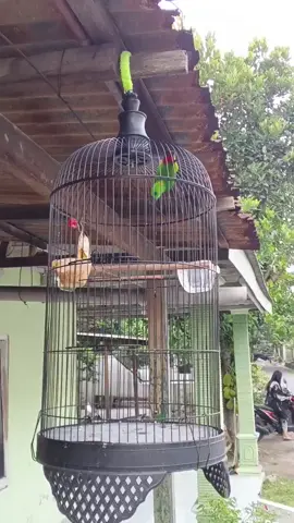 Masteran handal standart panjang🔫kadang cililinan☎️🤳#kiacaumanianusantara #kicaumaniaindonesia  #masteranburungjuara #masteran #masteranburung 