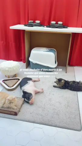 Parce que chaque jour ils nous émerveillent 🥹💖  - - - - #cats #pig #minipig #chats #chat 