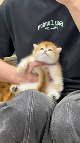 A golden shaded cat that can rest in your arms, with good looks and personality, really good#meowdance #catoftiktok #cute #meow 
