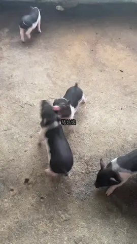 Rốt cuộc tụi bây cắnnn nhau dành gì vậy 😒#petcute #khoanhkhacdangyeu #heo 