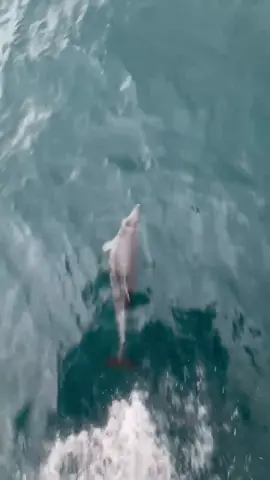 Moments like this remind me why the sea will always feel like home. 🌊🐬 (Filmed from the bow — pure magic on the water.) #DolphinMagic #SeaLovers #OceanVibes #BoatLife #NatureMoments     