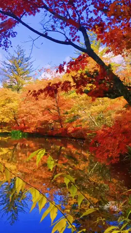 #軽井沢紅葉 #雲場池 