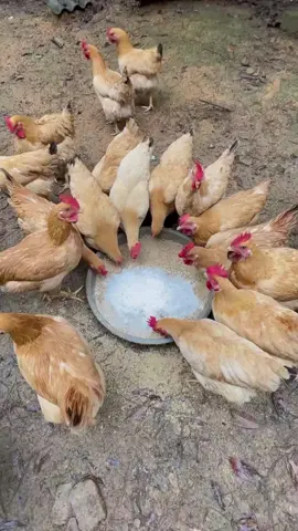 #farmlife #hen #chick3n 