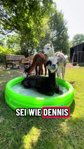 Nur kurz ausruhen, aber im Pool 🦙 normal kann ja jeder.  #dennis #nichtstun #pool #fyp #alpaca 