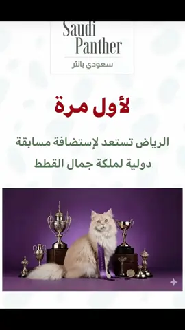 ☝🏻🥇🐈 #explore #riyadh #cat 