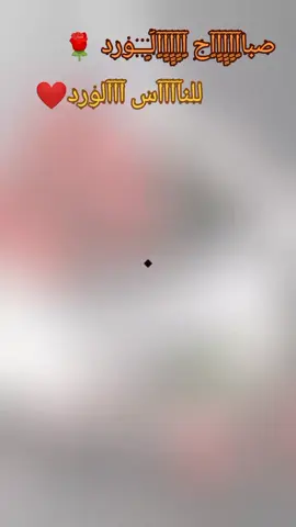 صباحيات صباحووو غوالي #صباحكم احلا صباح #أمير روحي #صباحي يشرق باطلالتك #👑🇹🇳🇵🇸🌺 