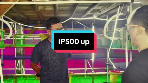 Broding Kandang Rak koloni tapi dinpostal kok bisa seharusnya lebih baik taruh di rak, tapi semua berkat pengalaman sebab IP500 selalu tembu @Peternak Hebat Nusantara #peternakayam #kandangayam #rakkoloni #peternakhebatnusantara #malang 