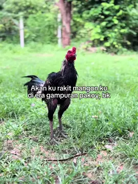 #fypppppp#masukbranda #mangon#thailand🇹🇭 