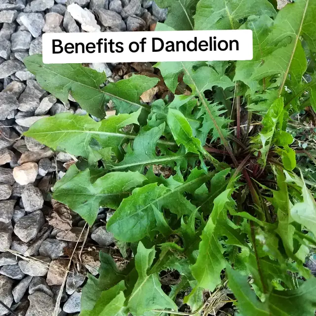 #dandelions #healthbenefits #plant #herbs #fyp 