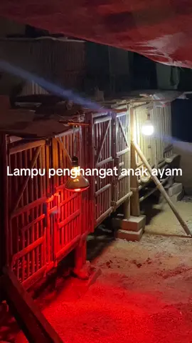 Musim pancaroba harus lebih ekstra urus nyaa sih😂 #peternakmuda #anakayamwarnawarni #ayampetelur #lampuayam #ayambangkoksuper 