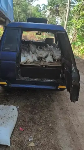 MOBIL SEEEESSS ABIISSS  🔥 #xybca #fyp #ayambroiler  #panthermania