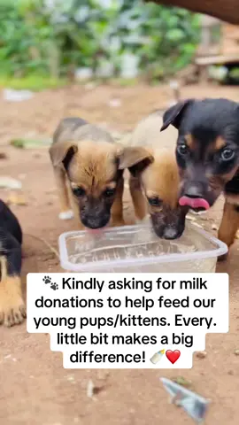 We’re caring for some tiny babies who need milk! 🐶🐱 If you can donate pet milk or formula, please reach out — your kindness keeps them growing strong. 💕#donatelife #dogsofinstagram #pawpaw #share #pets 
