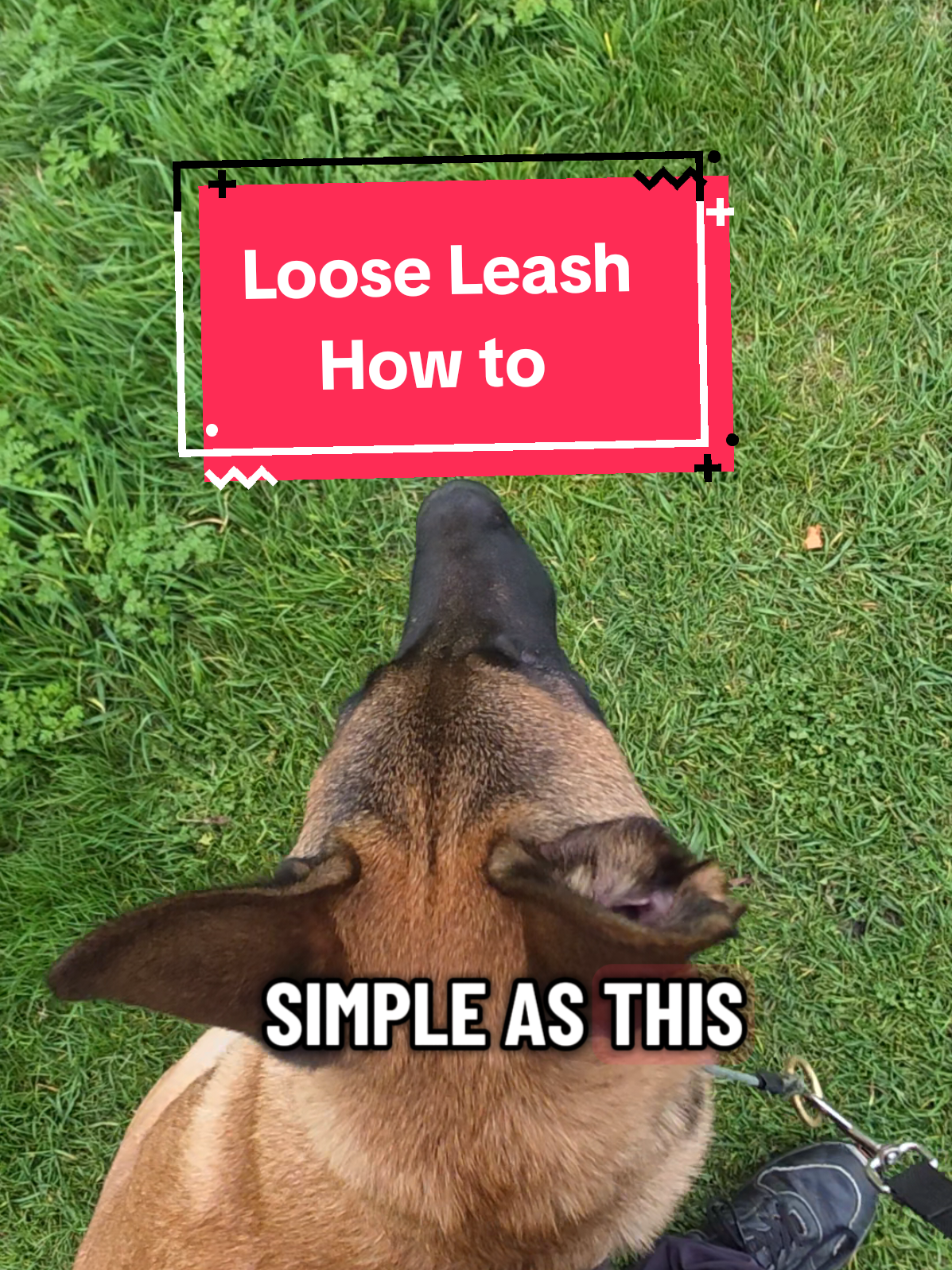 Corrections don't have to be harsh, or painful, or even overly uncomfortable. Corrections don't have be applied by us.  Corrections don't have to be physical.  Often the magic lies in timing of restrictions.  Use it wisely. Try it with your dog. Tag me in your video let's see what happens 😉💪 #riask9 #looseleashwalking #heelworktraining #dogtrainingadvice #dogtrainingtips 