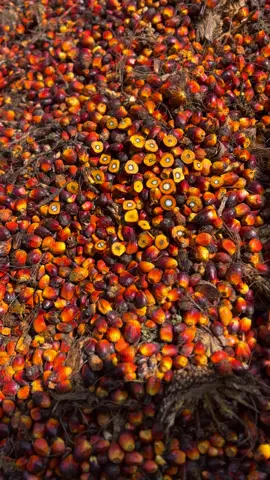 Info pks 0% 🤭 #tokemudarohil #fyp #fypbosmuda 