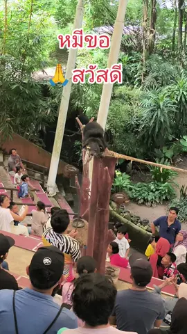 หมีขอ 🙏สวัสดี #สวนสัตว์สงขลา #Sonhkhla 