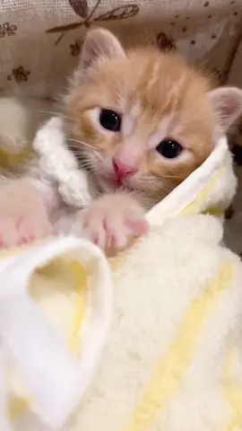cute🥰#cute #catlover #kitten #cat #catbaby 