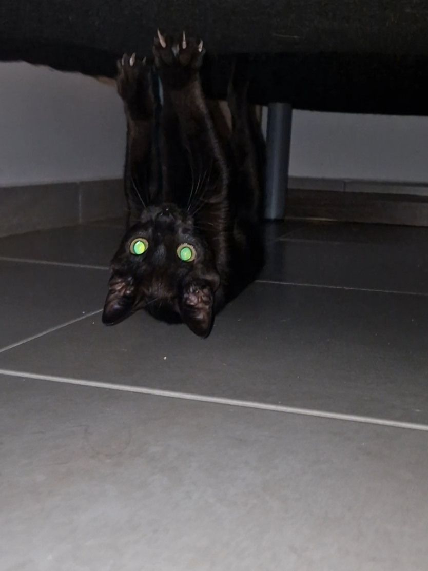 Esta gatita Draculilla está inspirada en halloween 🎃  #gatitos #michis🐈 #adoptaungato #gatitos_haciendo_cosas #parati 