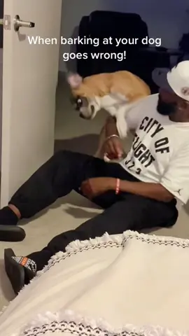 Scare my dog#dog#funny#funnyanimals#funnypets#animals    