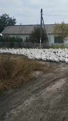 рейд клан изи #рейд #клан_изи