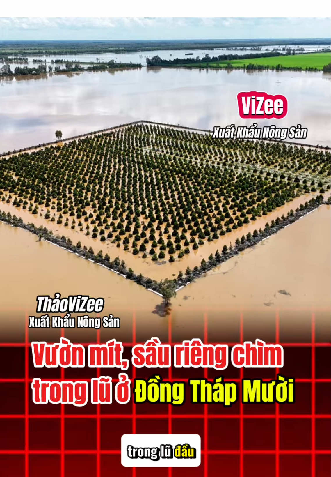 Vườn mít, sầu riêng chìm trong lũ ở Đồng Tháp Mười #thitruongnongsan #thaovizeexuatkhaunongsan #Vizee #JasmineLuong #sauriengxuatkhau 