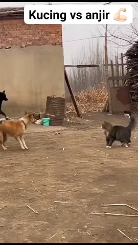 pencak dor #doglovers #catlovers #catlovers #dogtok 