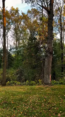 #goodvibes #lumbersnack #positivity #morningcheer #goodmorning 